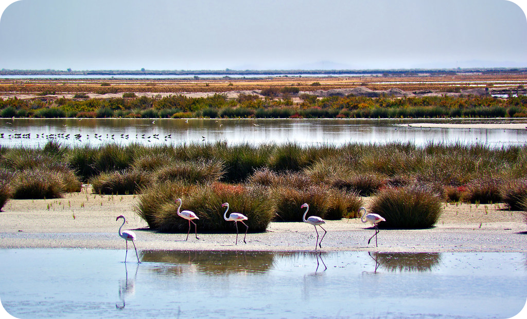 Doñana-Huelva - Ac Viajes y Eventos